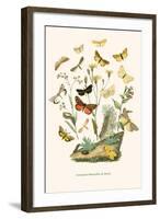 European Butterflies and Moths-W.F. Kirby-Framed Art Print