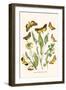 European Butterflies and Moths-W.F. Kirby-Framed Art Print