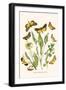 European Butterflies and Moths-W.F. Kirby-Framed Art Print