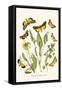 European Butterflies and Moths-W.F. Kirby-Framed Stretched Canvas