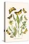 European Butterflies and Moths-W.F. Kirby-Stretched Canvas