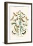 European Butterflies and Moths-W.F. Kirby-Framed Art Print