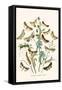 European Butterflies and Moths-W.F. Kirby-Framed Stretched Canvas