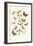 European Butterflies and Moths-W.F. Kirby-Framed Art Print