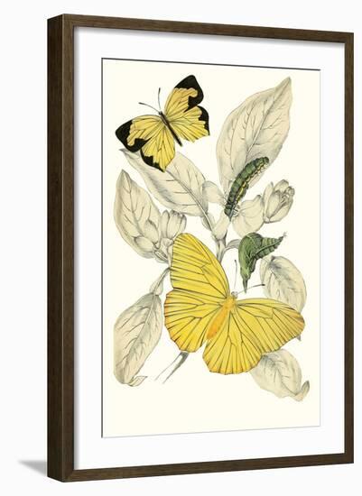 European Butterflies and Moths-James Duncan-Framed Art Print