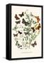 European Butterflies and Moths-W.F. Kirby-Framed Stretched Canvas