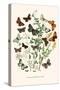 European Butterflies and Moths-W.F. Kirby-Stretched Canvas