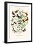 European Butterflies and Moths-W.F. Kirby-Framed Art Print