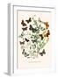 European Butterflies and Moths-W.F. Kirby-Framed Art Print