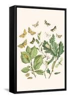 European Butterflies and Moths-W.F. Kirby-Framed Stretched Canvas