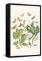 European Butterflies and Moths-W.F. Kirby-Framed Stretched Canvas