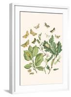 European Butterflies and Moths-W.F. Kirby-Framed Art Print