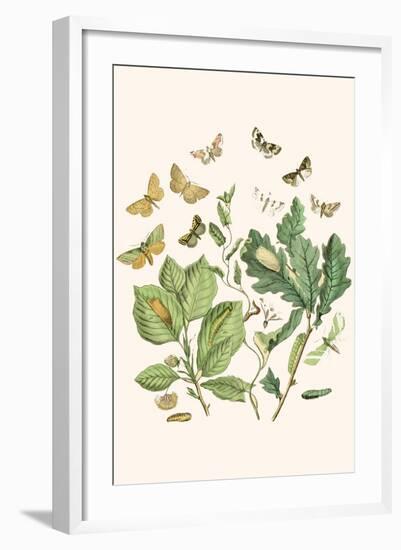 European Butterflies and Moths-W.F. Kirby-Framed Art Print