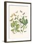 European Butterflies and Moths-W.F. Kirby-Framed Art Print