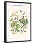 European Butterflies and Moths-W.F. Kirby-Framed Art Print