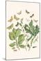 European Butterflies and Moths-W.F. Kirby-Mounted Art Print