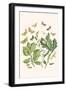 European Butterflies and Moths-W.F. Kirby-Framed Art Print