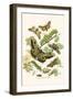 European Butterflies and Moths-W.F. Kirby-Framed Art Print