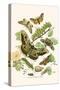 European Butterflies and Moths-W.F. Kirby-Stretched Canvas