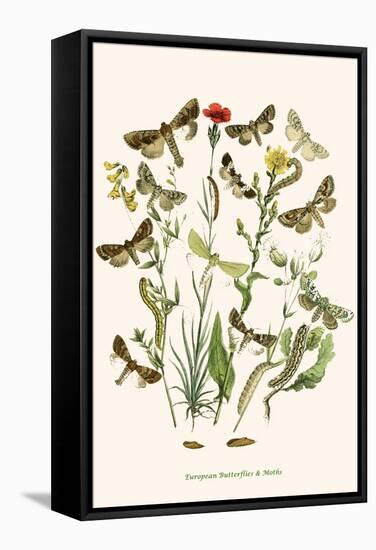 European Butterflies and Moths-W.F. Kirby-Framed Stretched Canvas