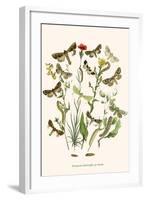 European Butterflies and Moths-W.F. Kirby-Framed Art Print