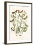 European Butterflies and Moths-W.F. Kirby-Framed Art Print