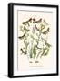 European Butterflies and Moths-W.F. Kirby-Framed Art Print