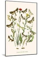 European Butterflies and Moths-W.F. Kirby-Mounted Art Print