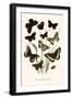 European Butterflies and Moths-W.F. Kirby-Framed Art Print