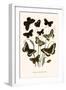 European Butterflies and Moths-W.F. Kirby-Framed Art Print