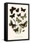 European Butterflies and Moths-W.F. Kirby-Framed Stretched Canvas