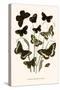 European Butterflies and Moths-W.F. Kirby-Stretched Canvas