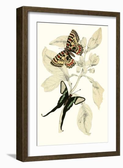 European Butterflies and Moths-James Duncan-Framed Art Print