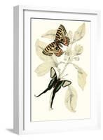 European Butterflies and Moths-James Duncan-Framed Art Print