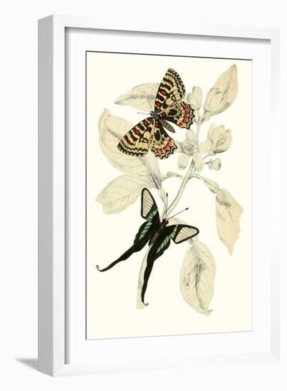 European Butterflies and Moths-James Duncan-Framed Art Print