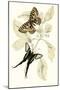 European Butterflies and Moths-James Duncan-Mounted Art Print