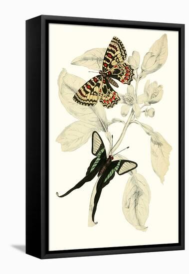 European Butterflies and Moths-James Duncan-Framed Stretched Canvas