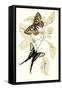 European Butterflies and Moths-James Duncan-Framed Stretched Canvas