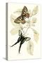 European Butterflies and Moths-James Duncan-Stretched Canvas