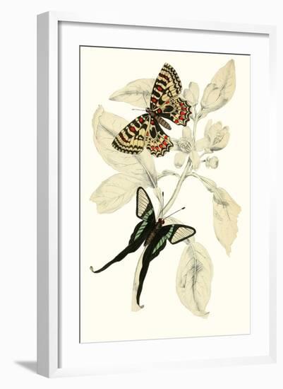 European Butterflies and Moths-James Duncan-Framed Art Print