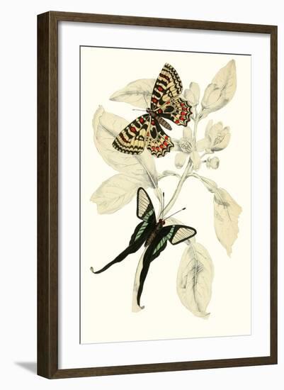 European Butterflies and Moths-James Duncan-Framed Art Print