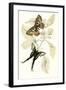 European Butterflies and Moths-James Duncan-Framed Art Print