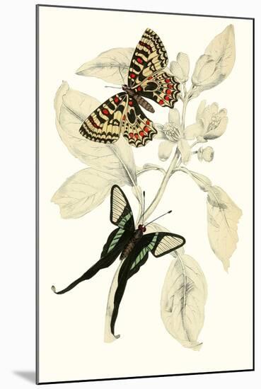 European Butterflies and Moths-James Duncan-Mounted Art Print