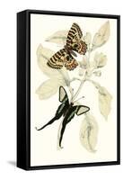 European Butterflies and Moths-James Duncan-Framed Stretched Canvas