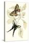 European Butterflies and Moths-James Duncan-Stretched Canvas