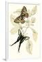 European Butterflies and Moths-James Duncan-Framed Art Print