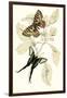 European Butterflies and Moths-James Duncan-Framed Art Print