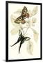 European Butterflies and Moths-James Duncan-Framed Art Print