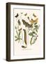 European Butterflies and Moths-W.F. Kirby-Framed Art Print