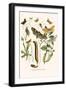 European Butterflies and Moths-W.F. Kirby-Framed Art Print